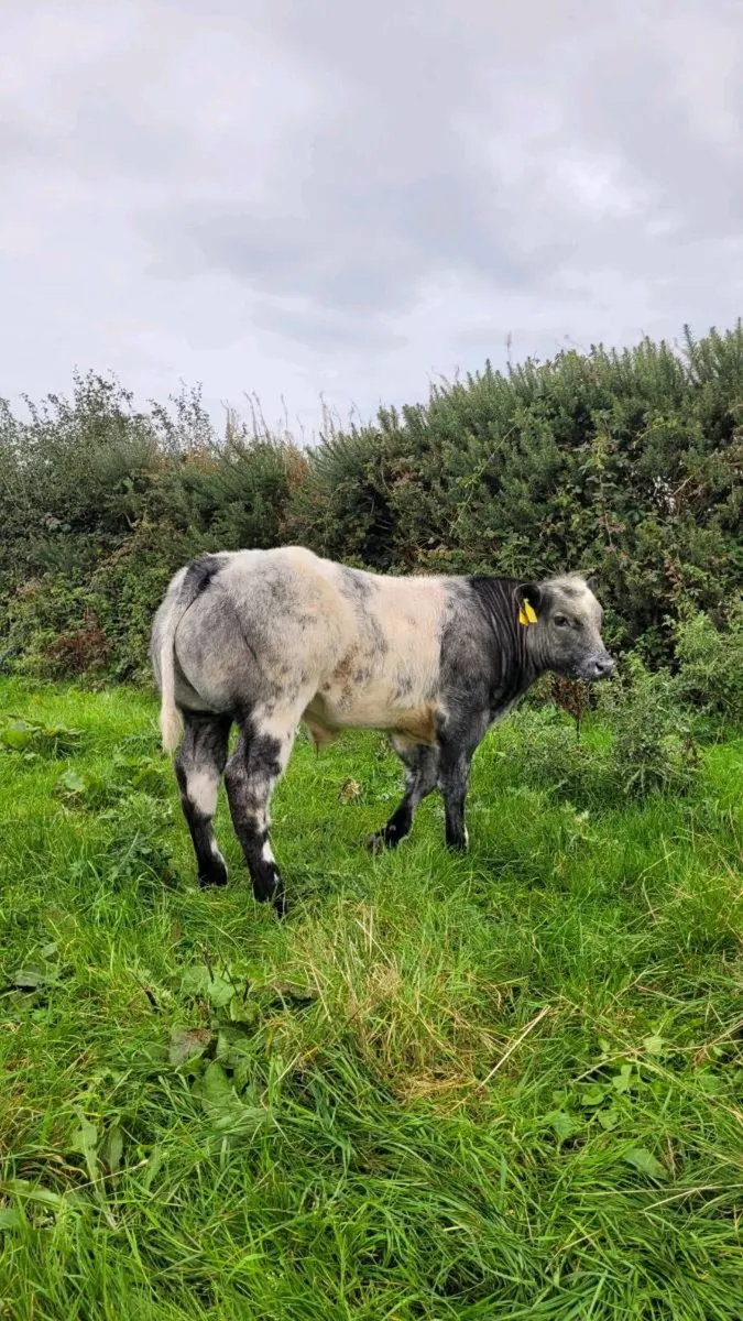 Pedigree belgian blue calf +recip cow - Image 1