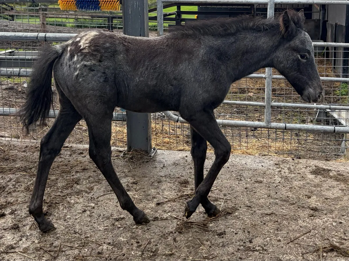 Appalousa pony FILLY foal - Image 4