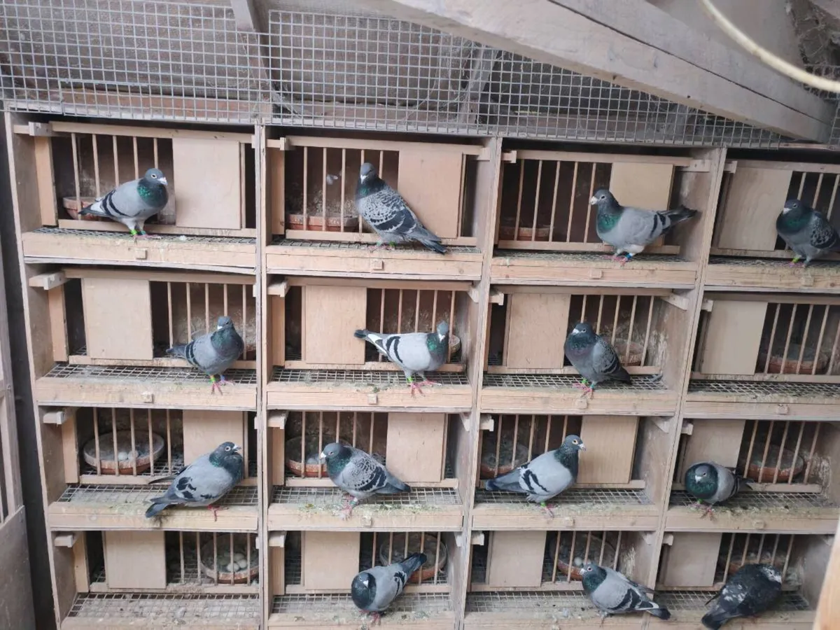 Racing Pigeons and Pigeon Trailer - Image 1