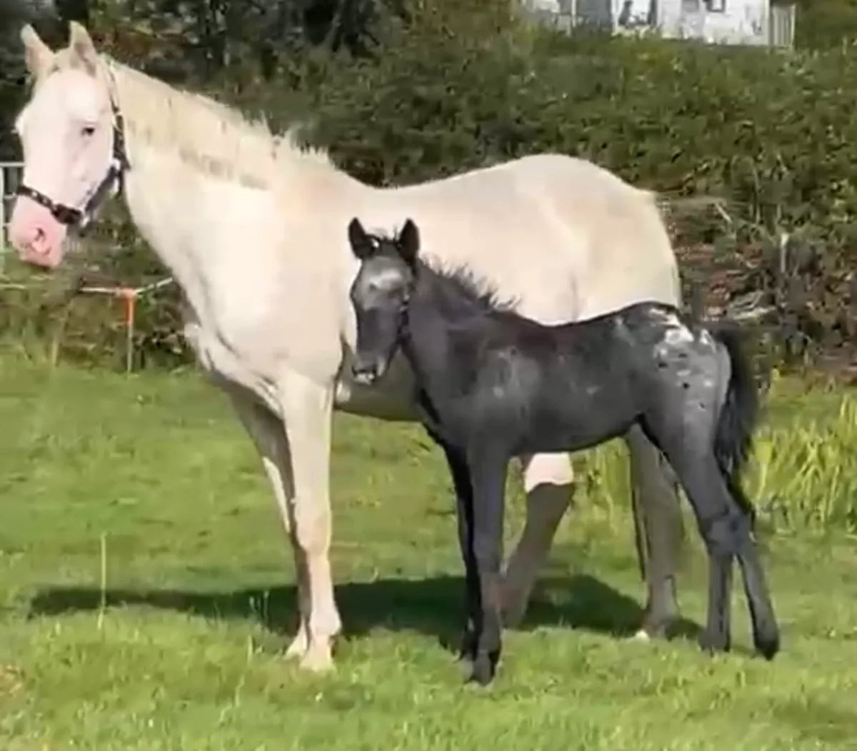Appalousa pony FILLY foal - Image 1