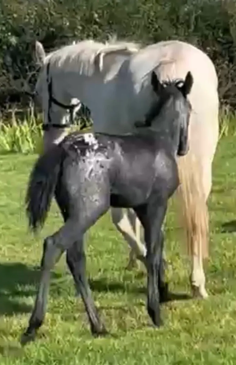 Appalousa pony FILLY foal - Image 2