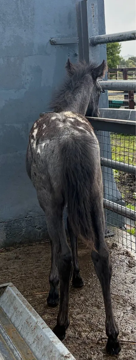 Appalousa pony FILLY foal - Image 3