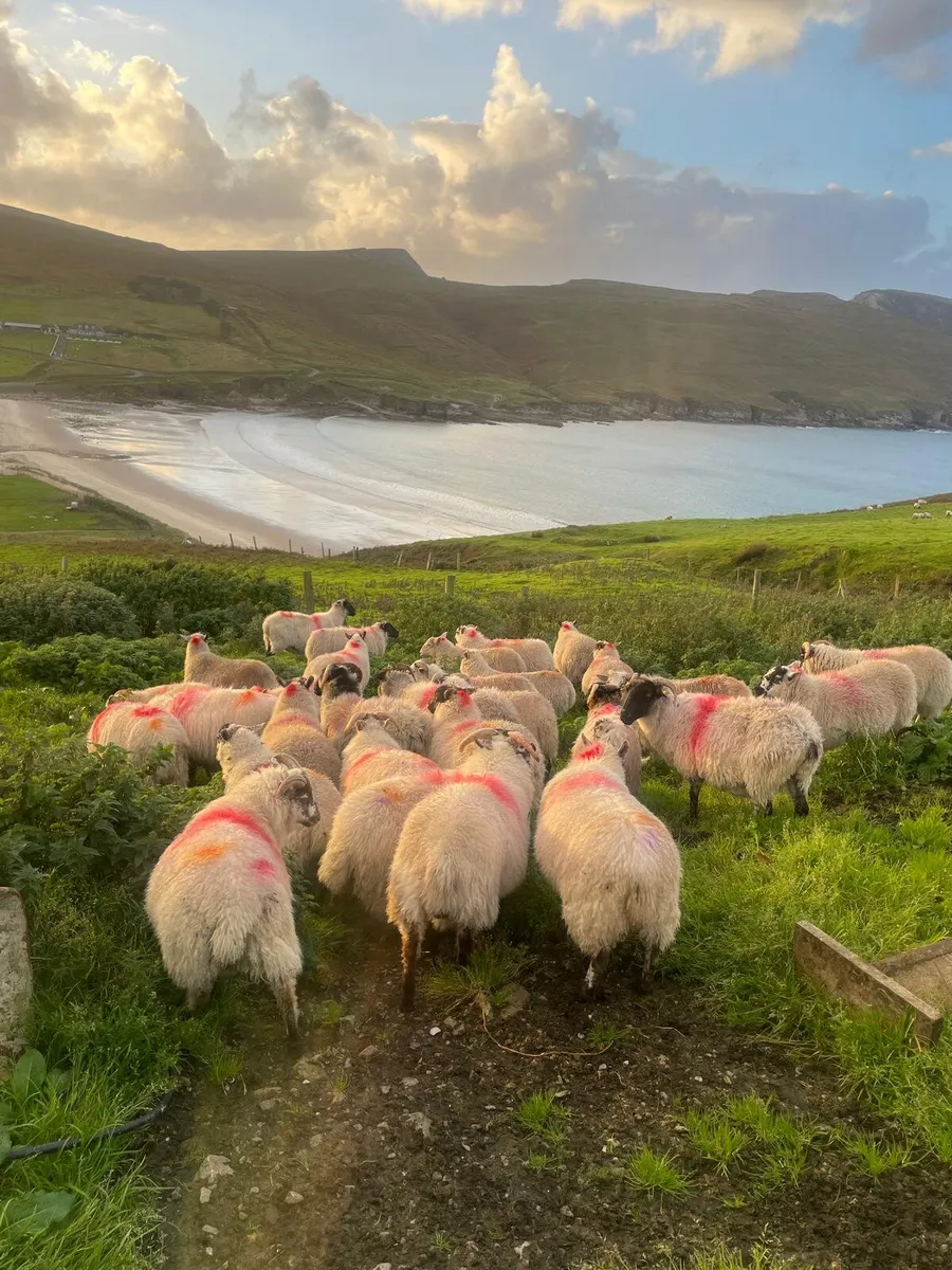Lambs