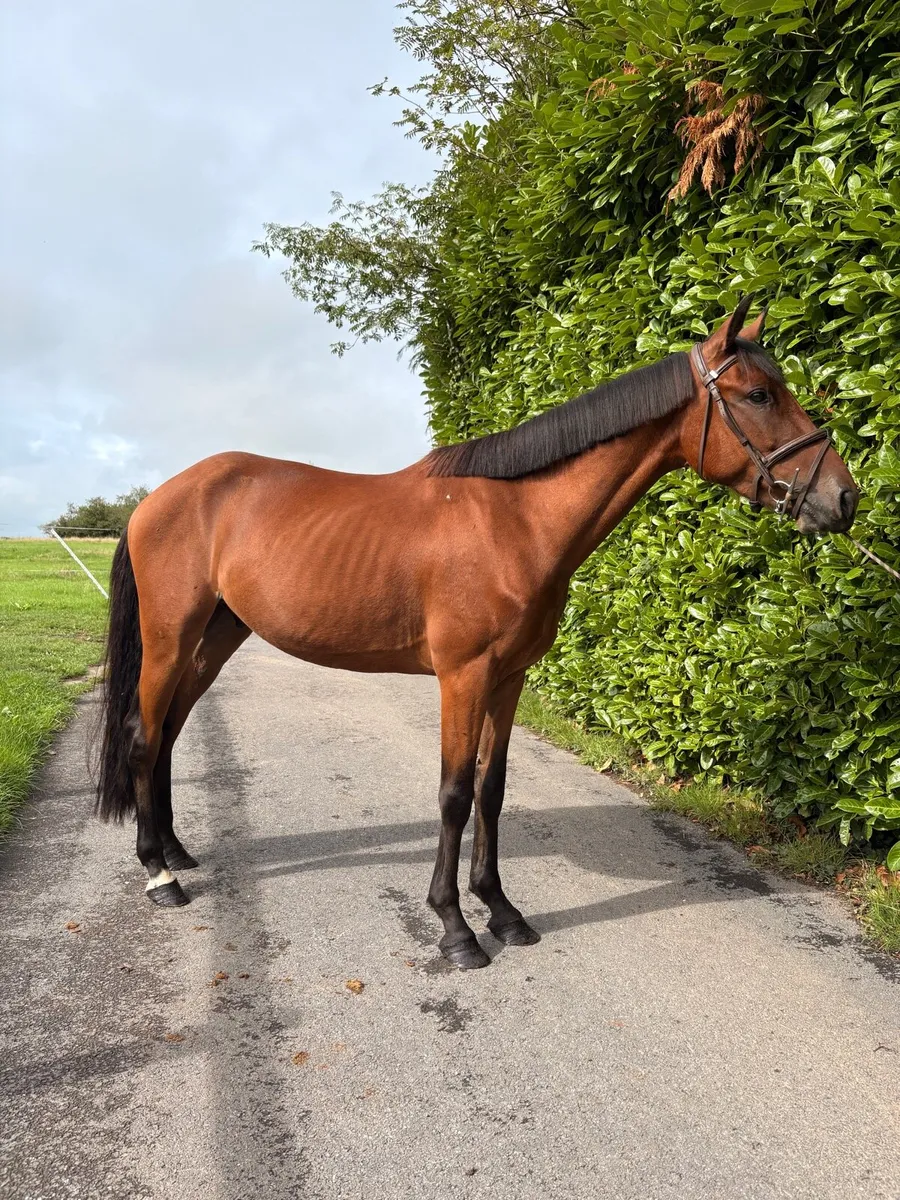 Rising 4yo pony !! - Image 1