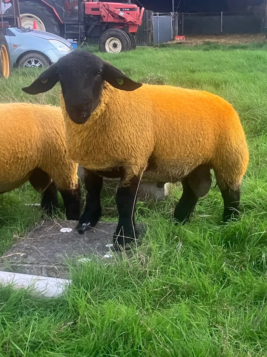 Suffolk Ram lambs - Image 2