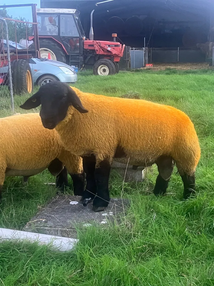 Suffolk Ram lambs - Image 1
