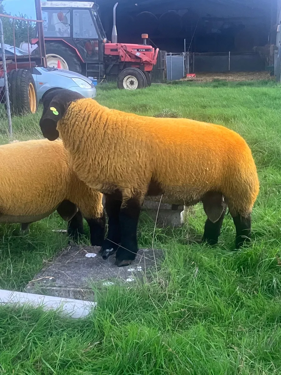 Suffolk Ram lambs - Image 3