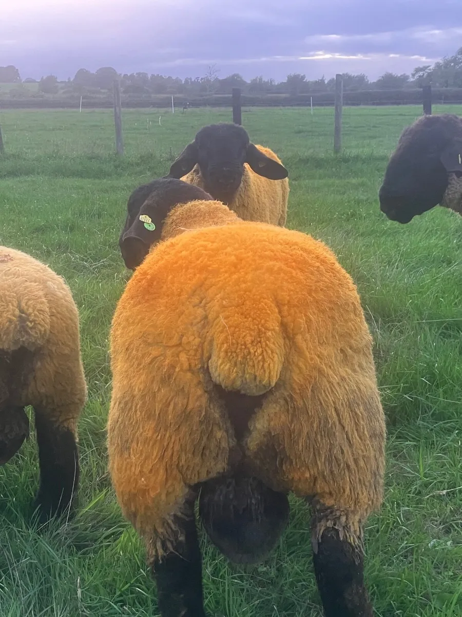 Suffolk Ram lambs - Image 4