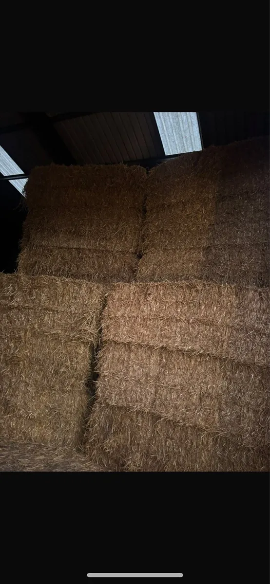 Wheaten straw - Image 1