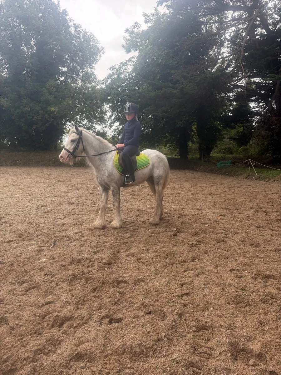 Pony - Image 2