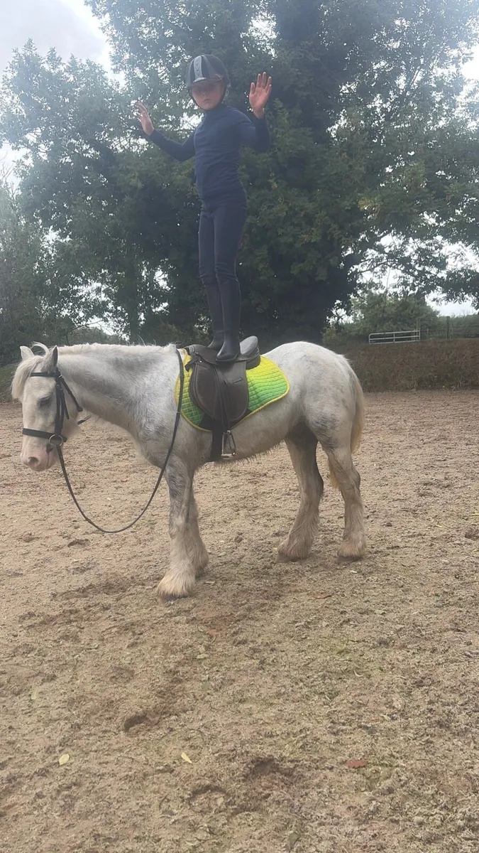 Pony - Image 4
