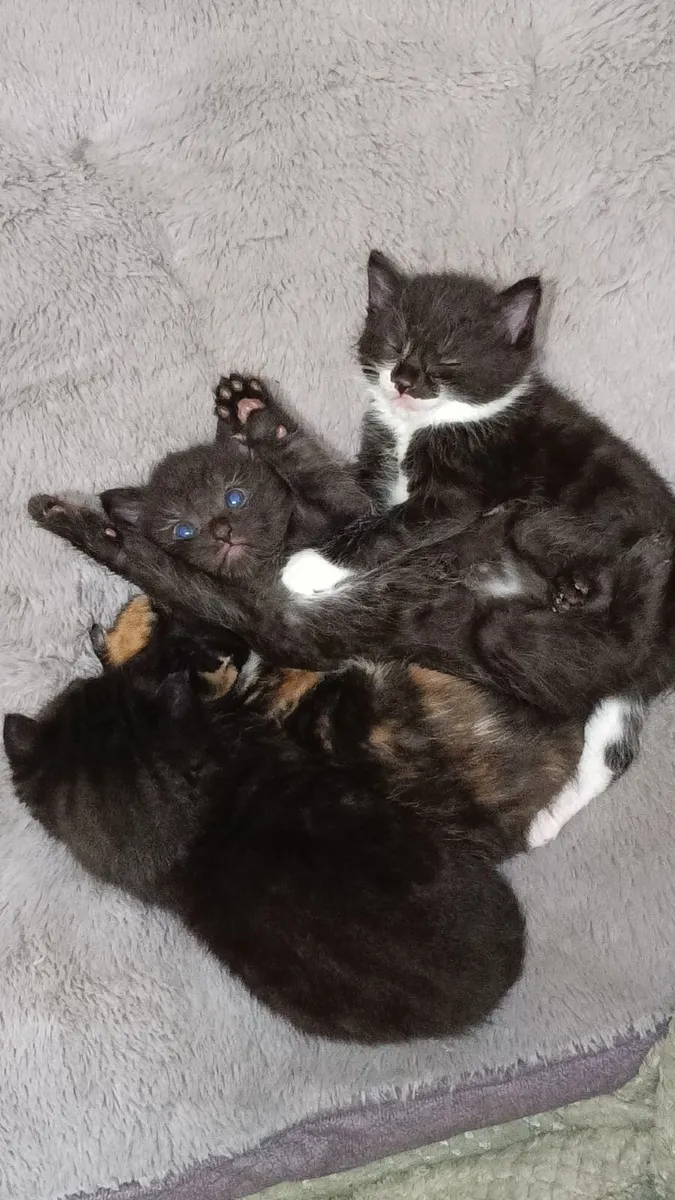 Kittens for rehoming -no calls, read description - Image 1