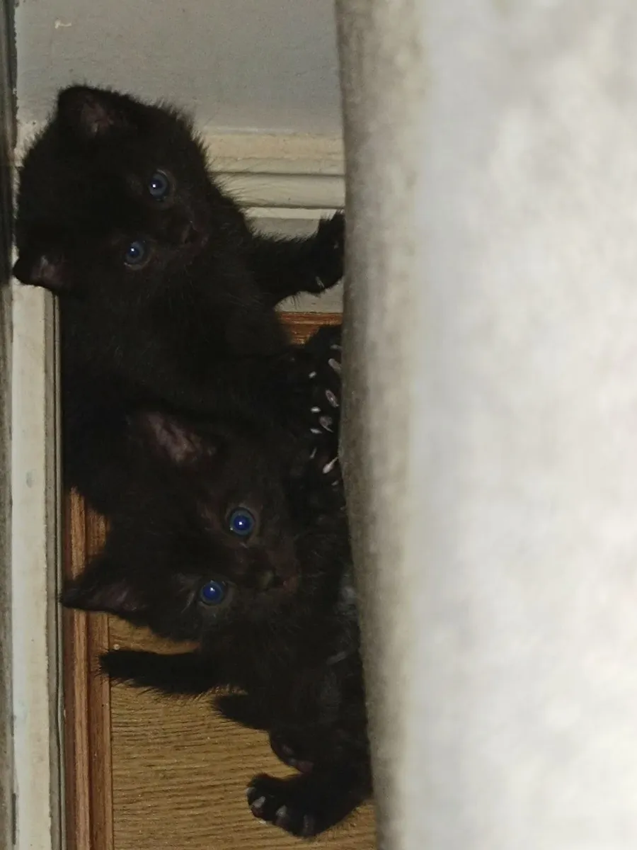 Kittens for rehoming -no calls, read description - Image 2