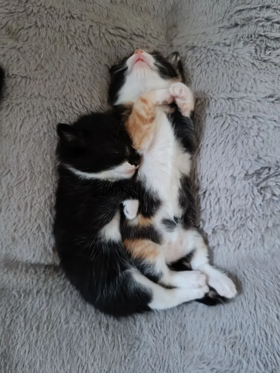 Kittens for rehoming -no calls, read description - Image 4