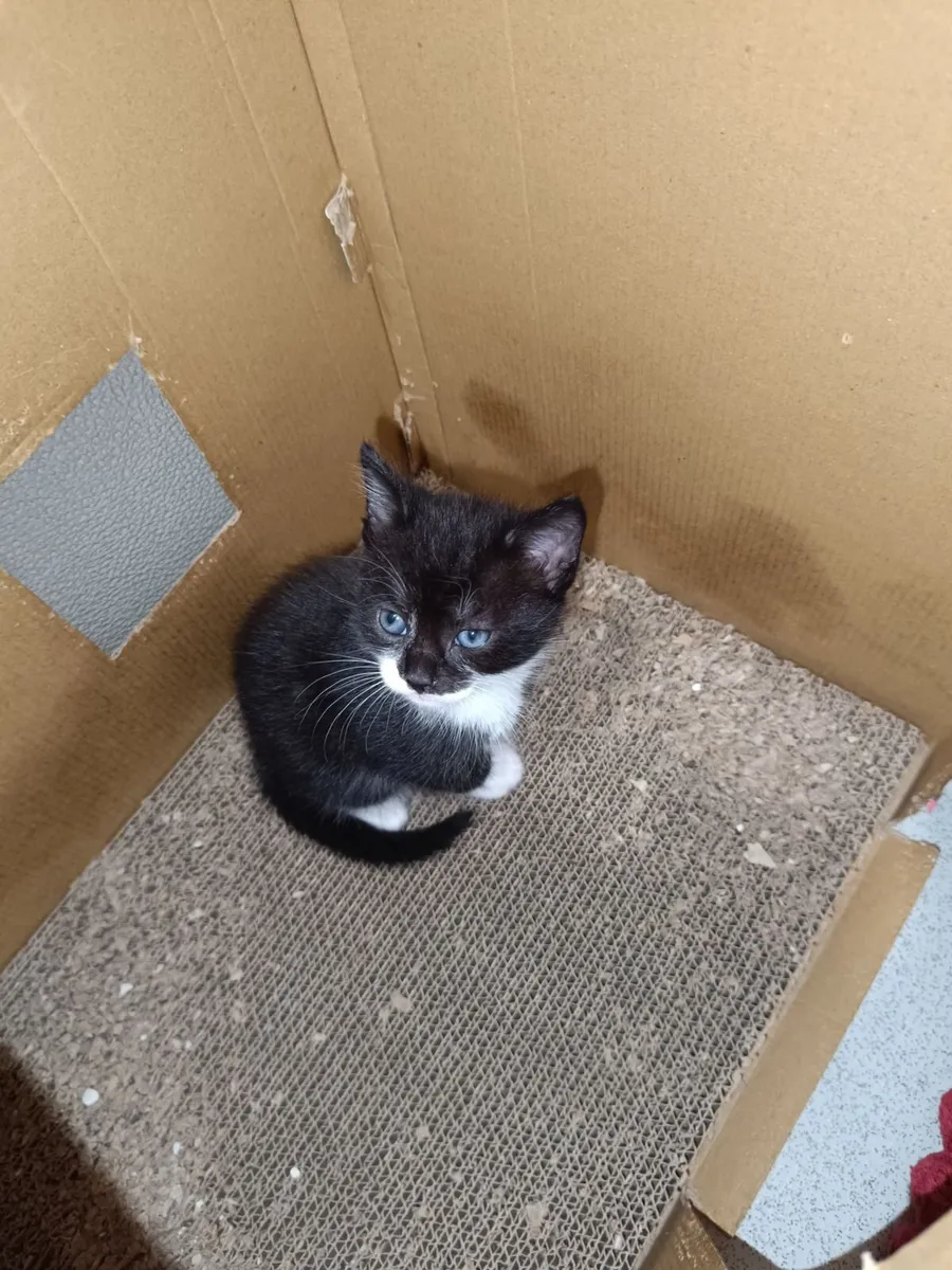 Kittens for rehoming -no calls, read description - Image 3