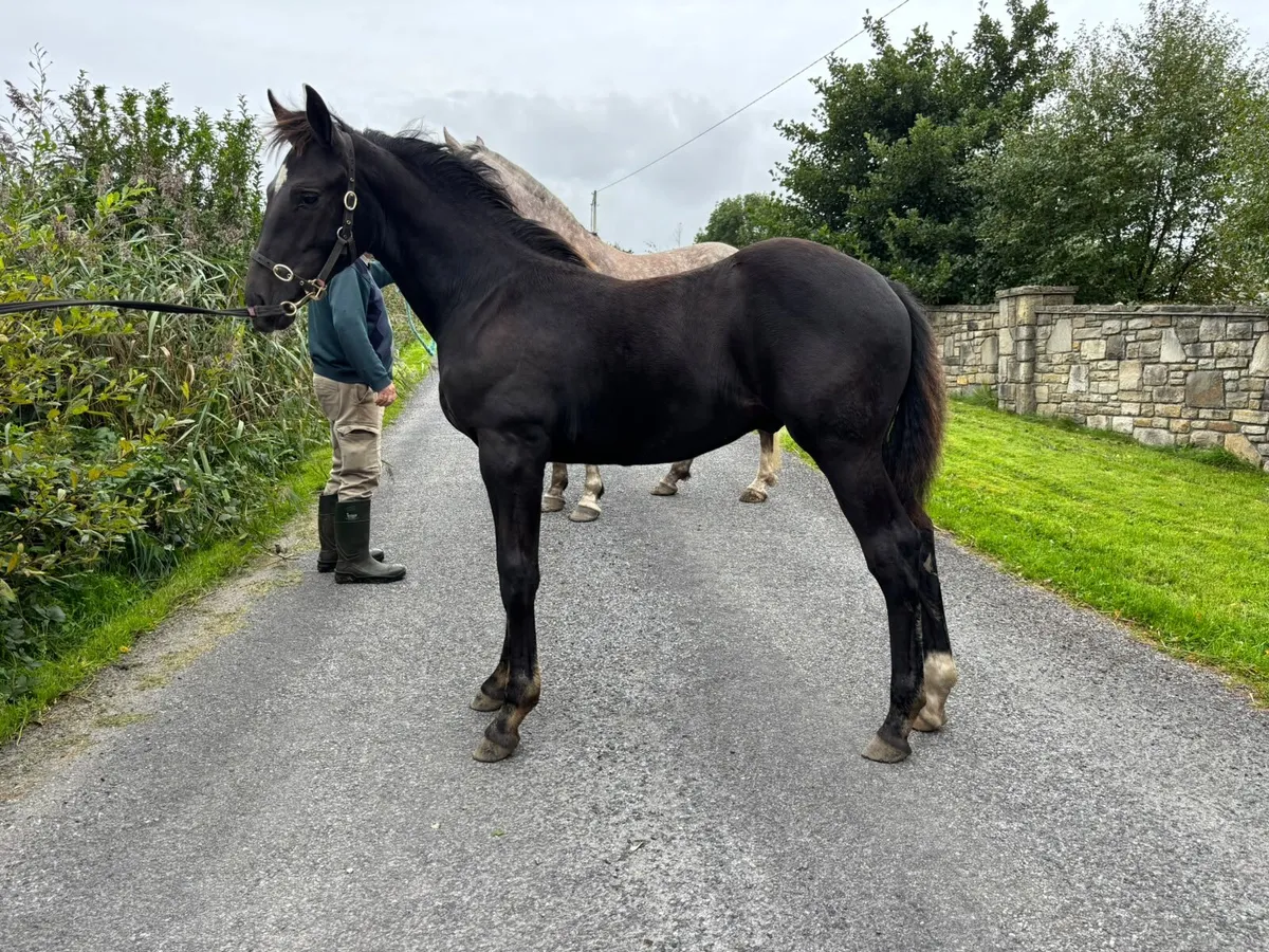 Colt Foal - Image 2