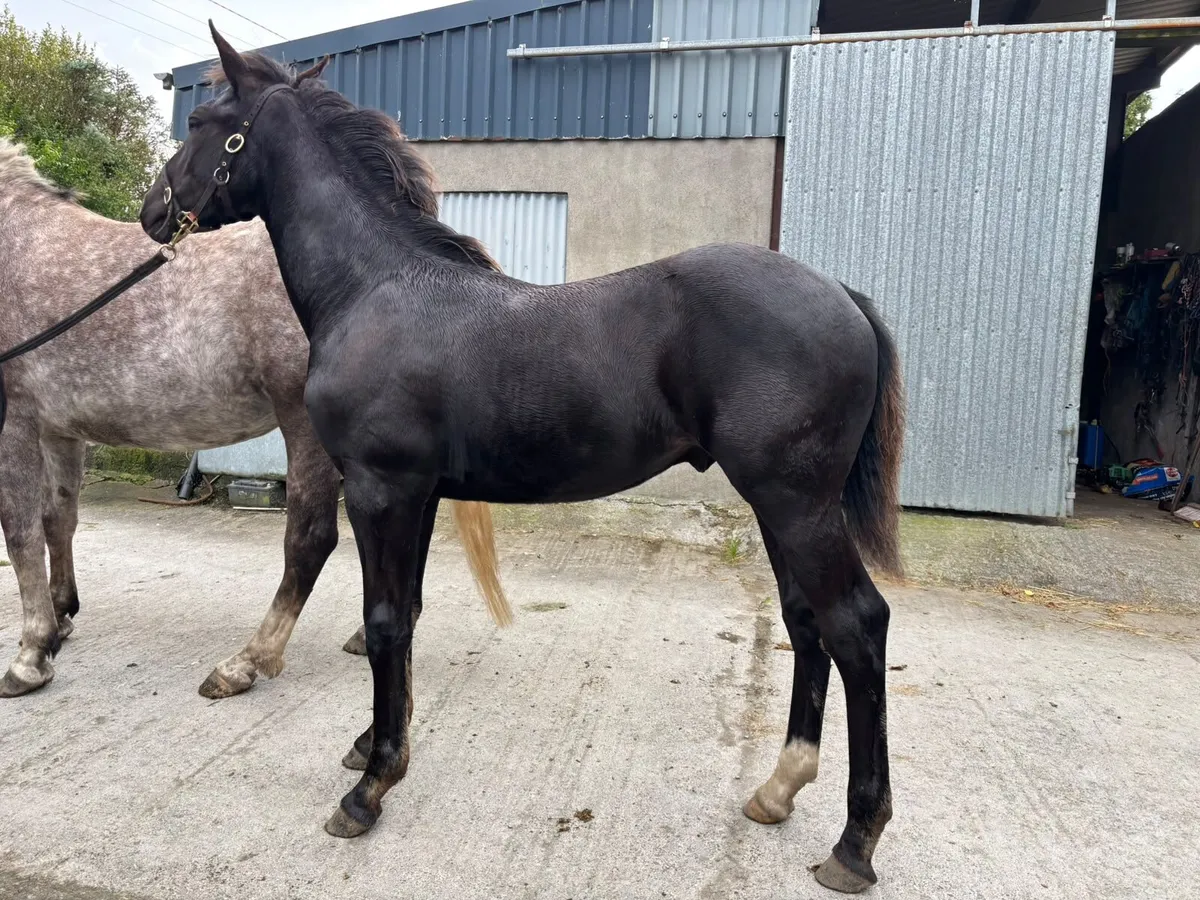 Colt Foal - Image 3