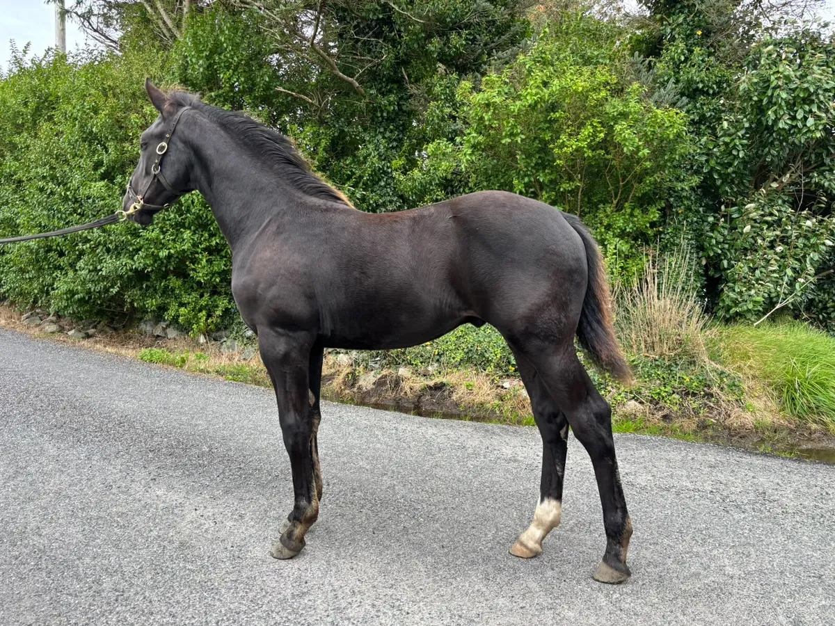 Colt Foal - Image 4