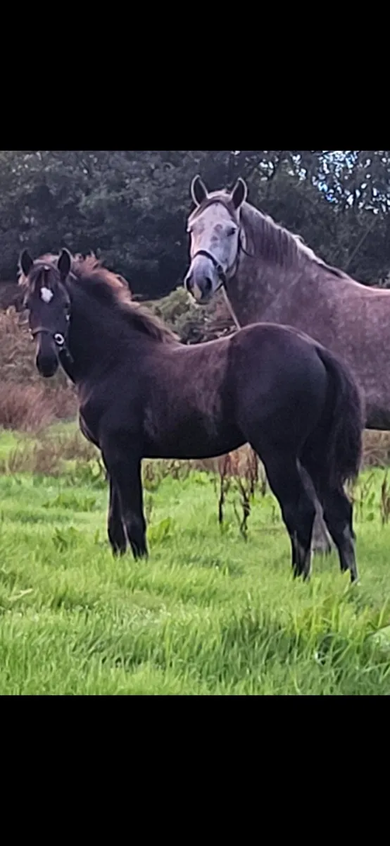 Colt Foal - Image 1