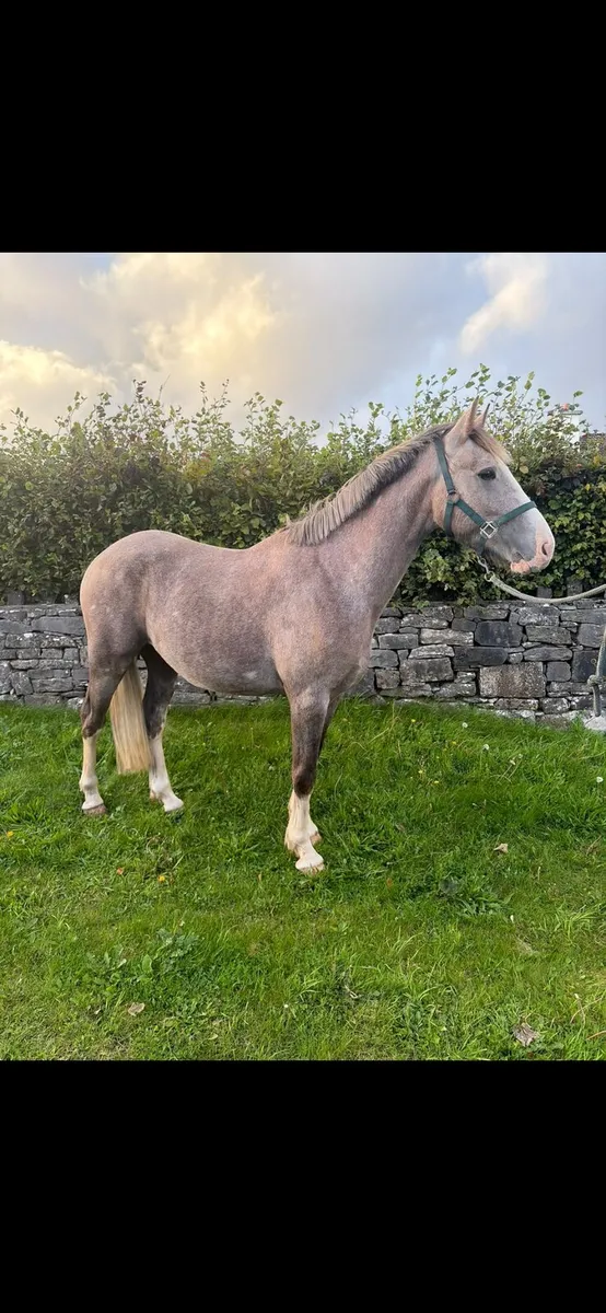 3yr old Irish Draught - Image 2