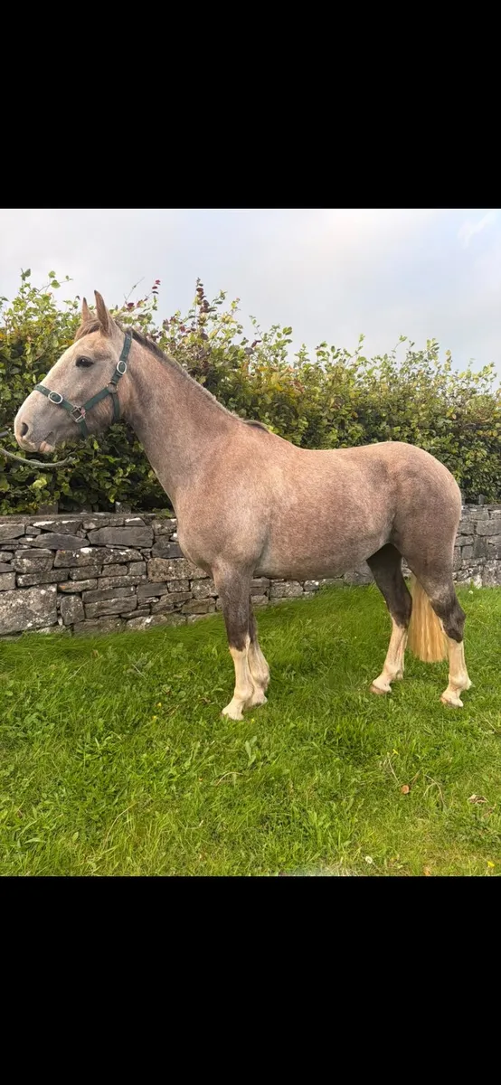 3yr old Irish Draught - Image 3