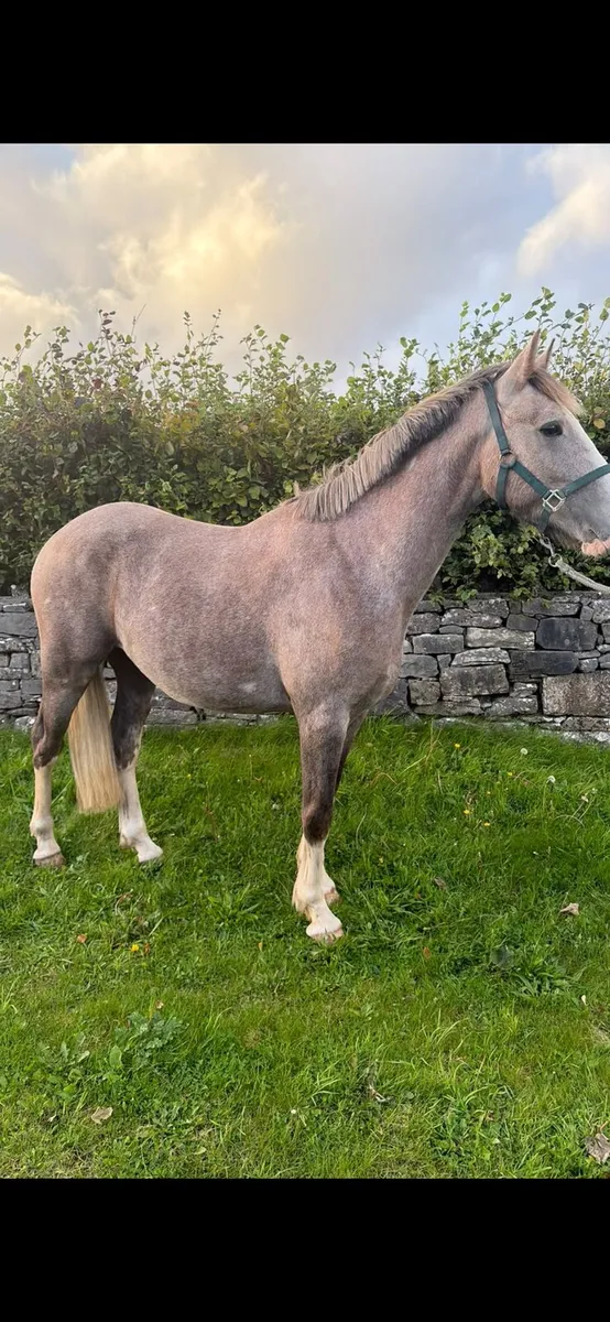 3yr old Irish Draught - Image 4