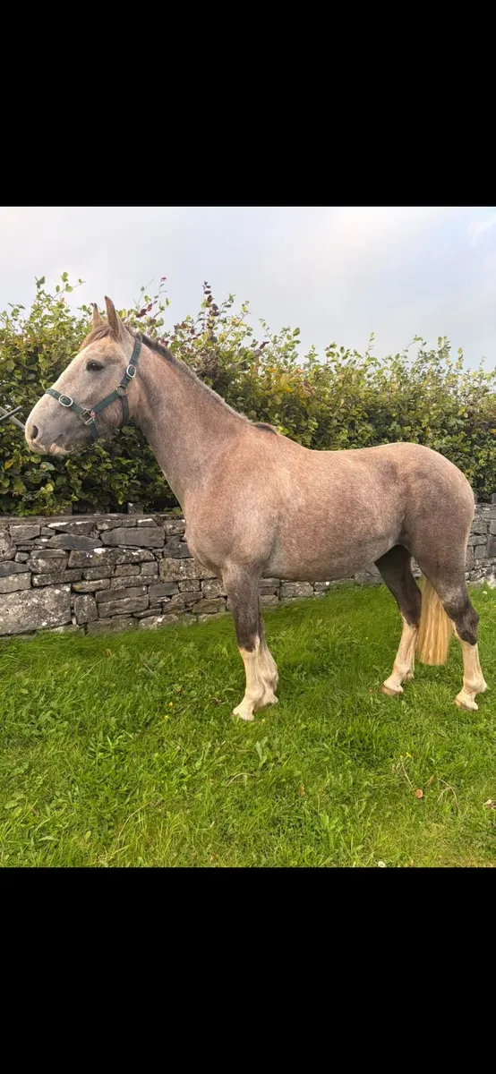 3yr old Irish Draught - Image 1