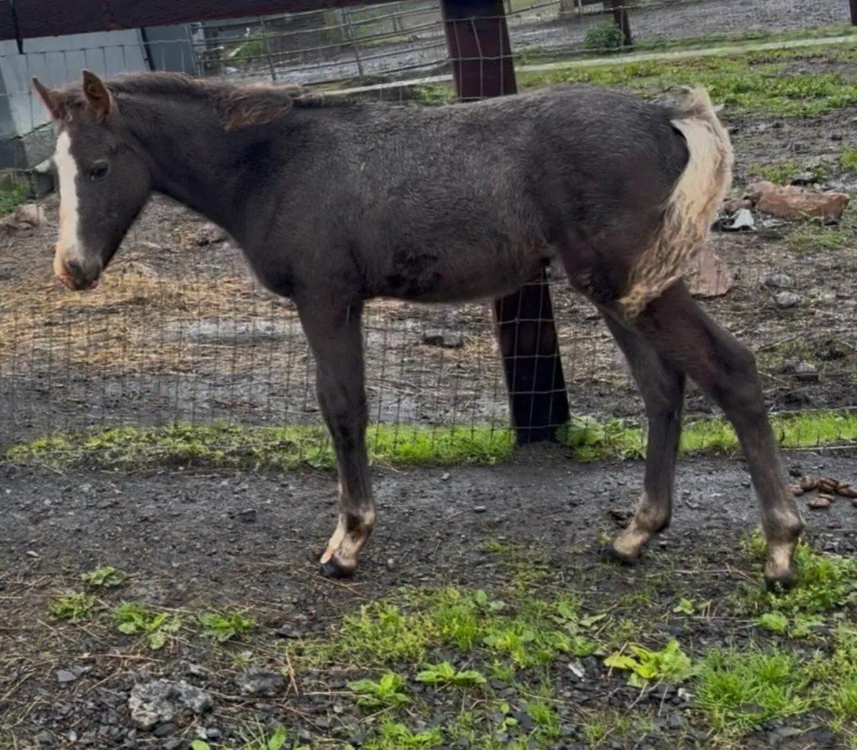 Roan pony colt foal - Image 3