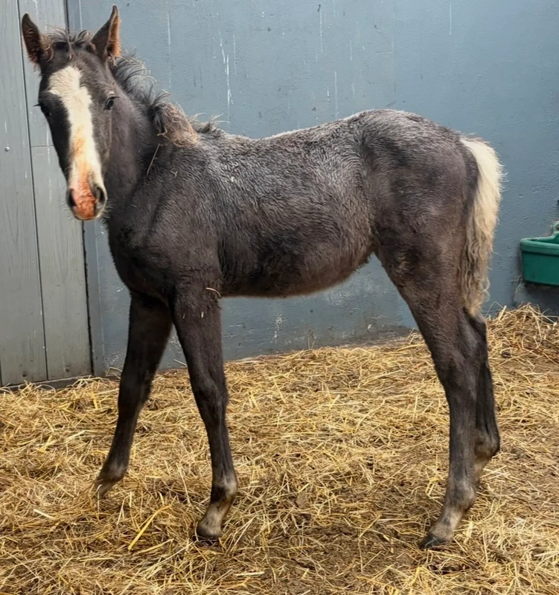 Roan pony colt foal - Image 4