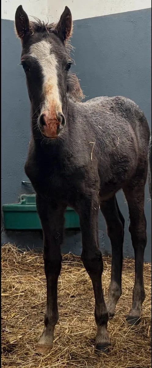 Roan pony colt foal - Image 1
