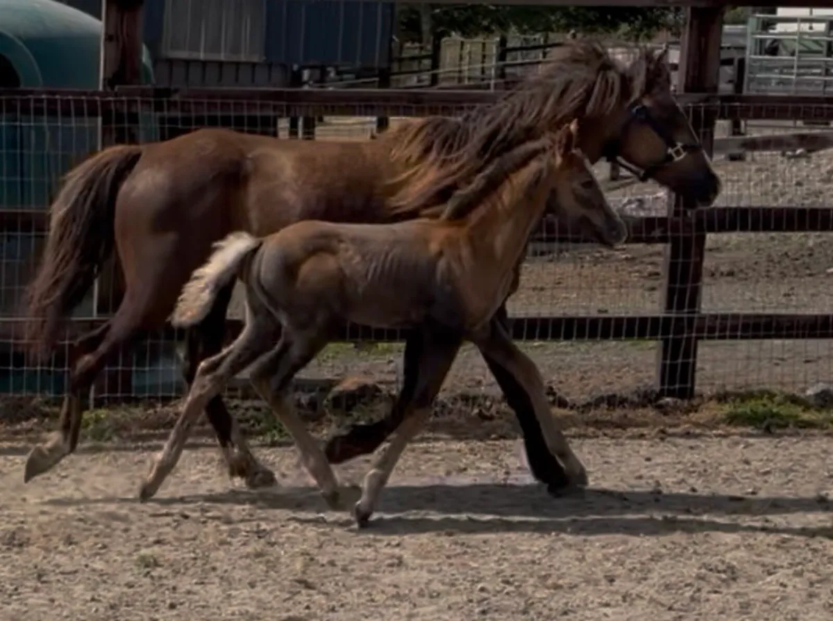 Roan pony colt foal - Image 2