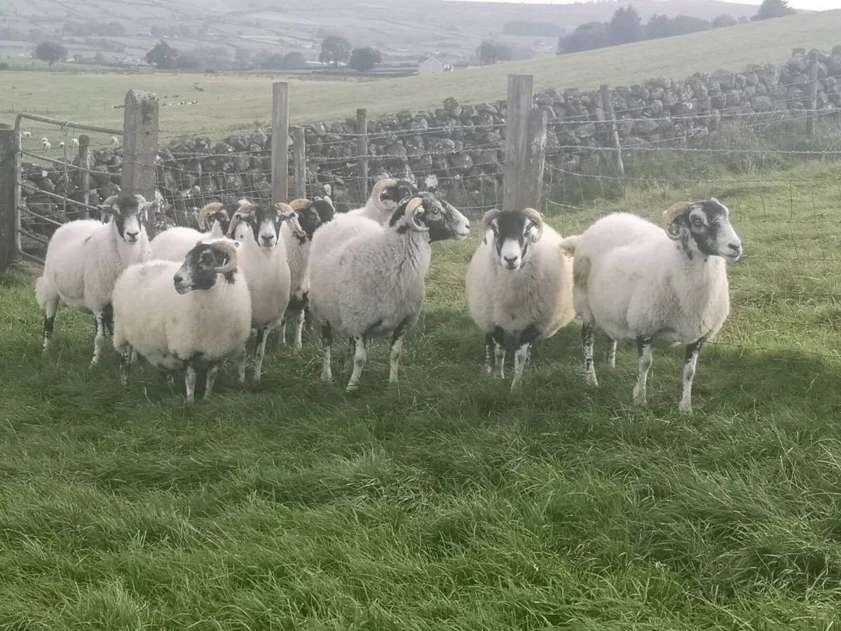 Swaledale ewe's - Image 2
