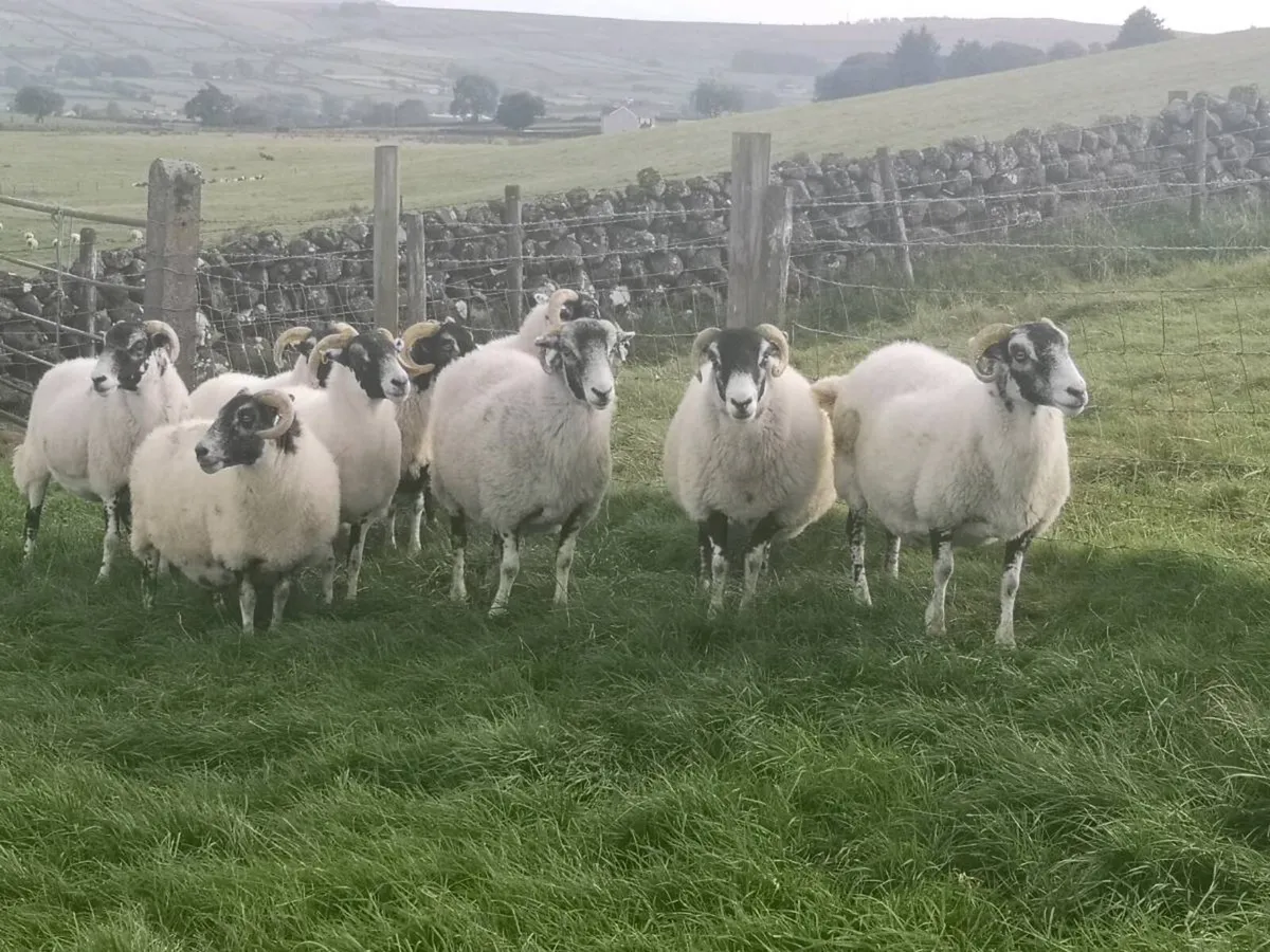 Swaledale ewe's - Image 1