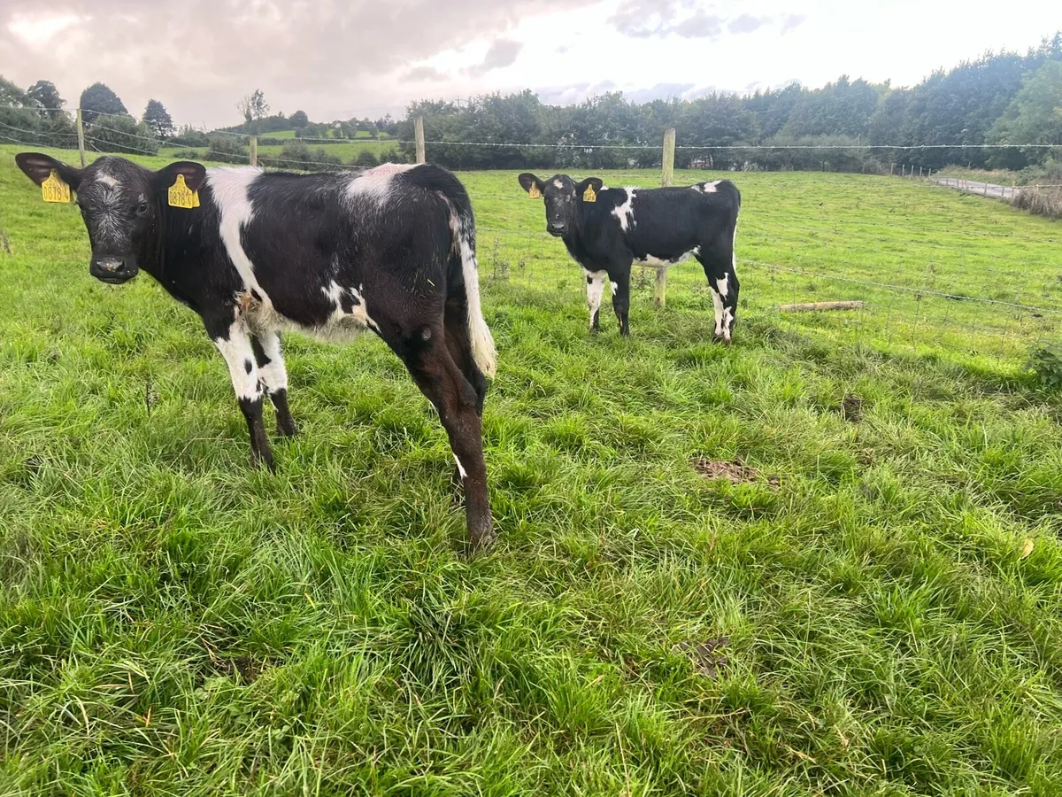 Blue Heifer Calves - Image 2