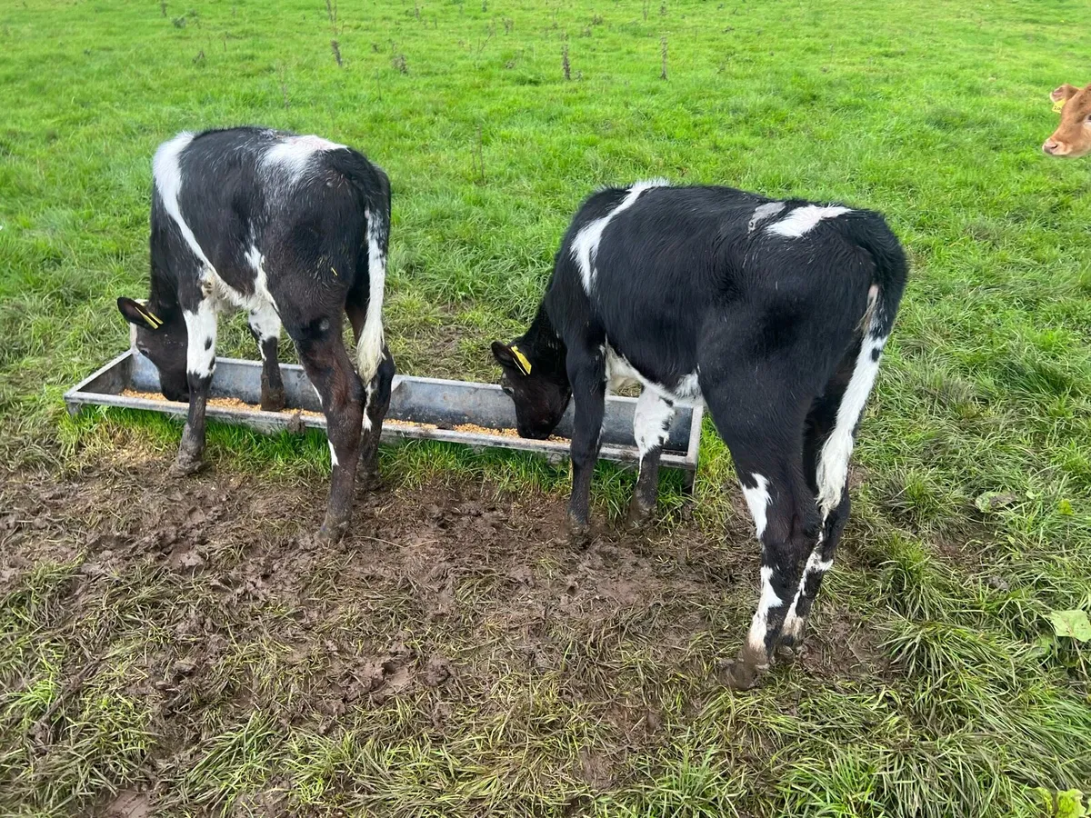 Blue Heifer Calves - Image 4