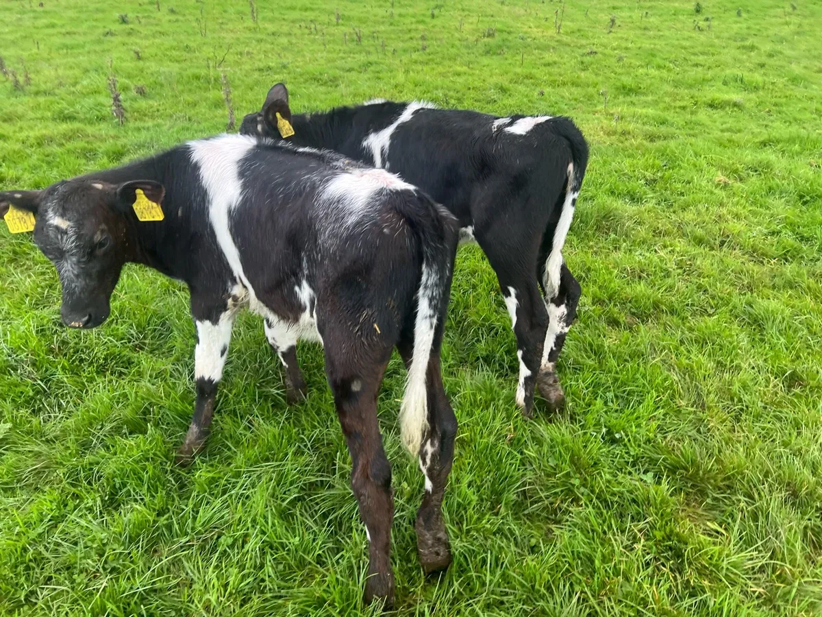 Blue Heifer Calves - Image 3