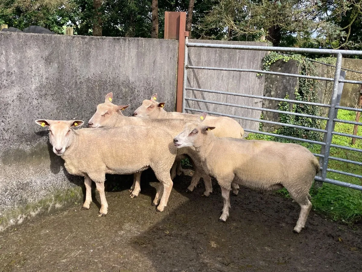 Charlollais Ewe Hoggets - Image 1