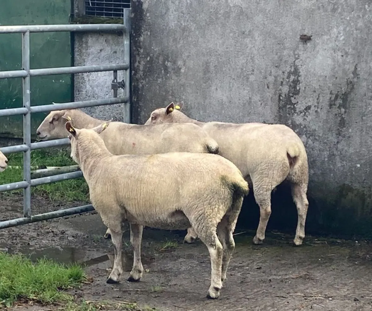 Charlollais Ewe Hoggets - Image 2