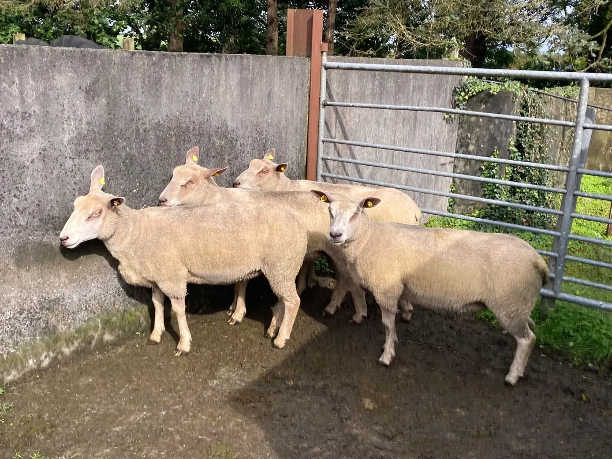Charlollais Ewe Hoggets - Image 3