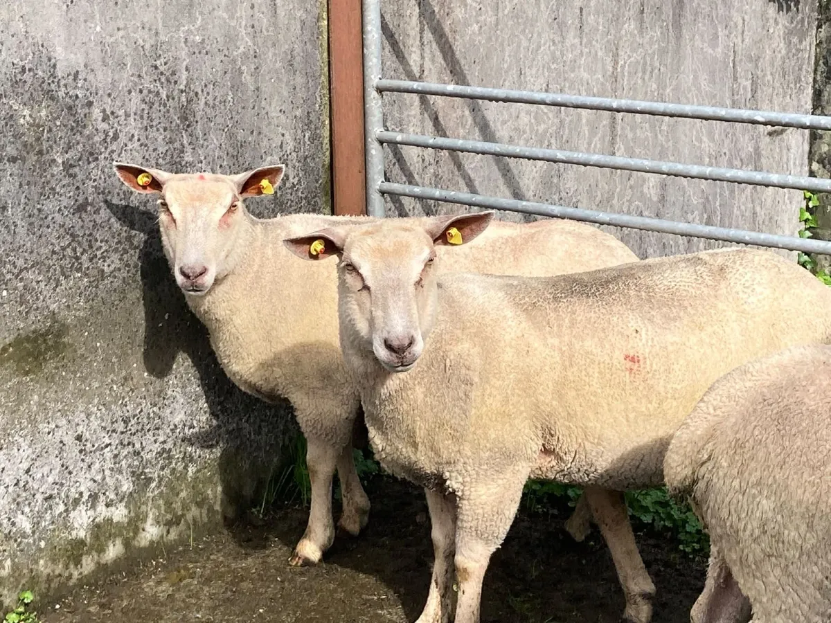 Charlollais Ewe Hoggets - Image 4