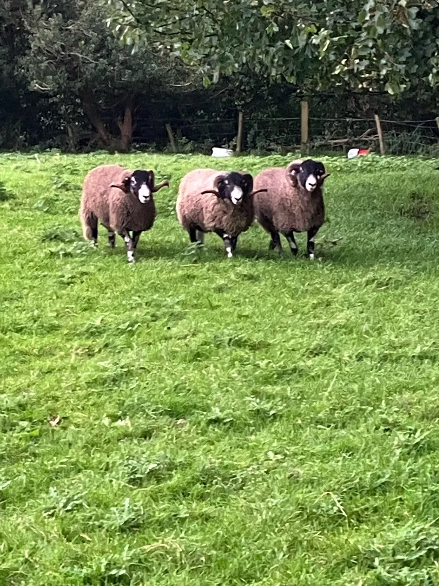 Purebred swaledale rams - Image 1