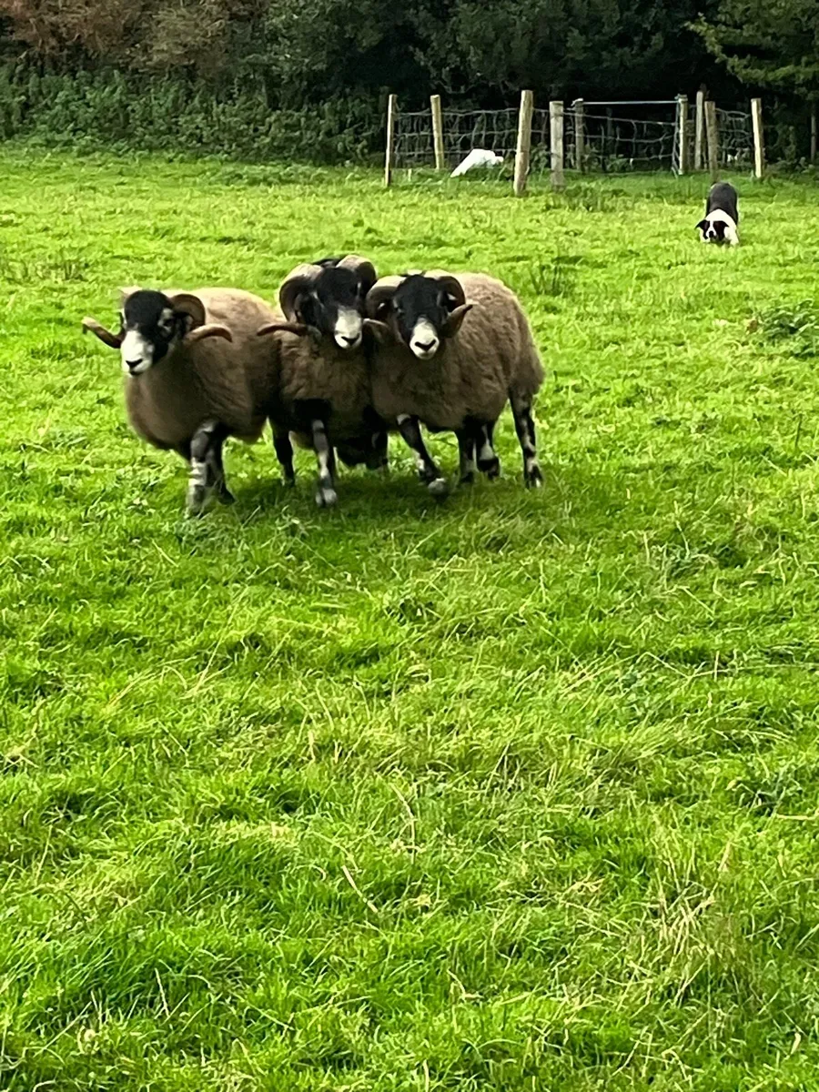 Purebred swaledale rams - Image 3