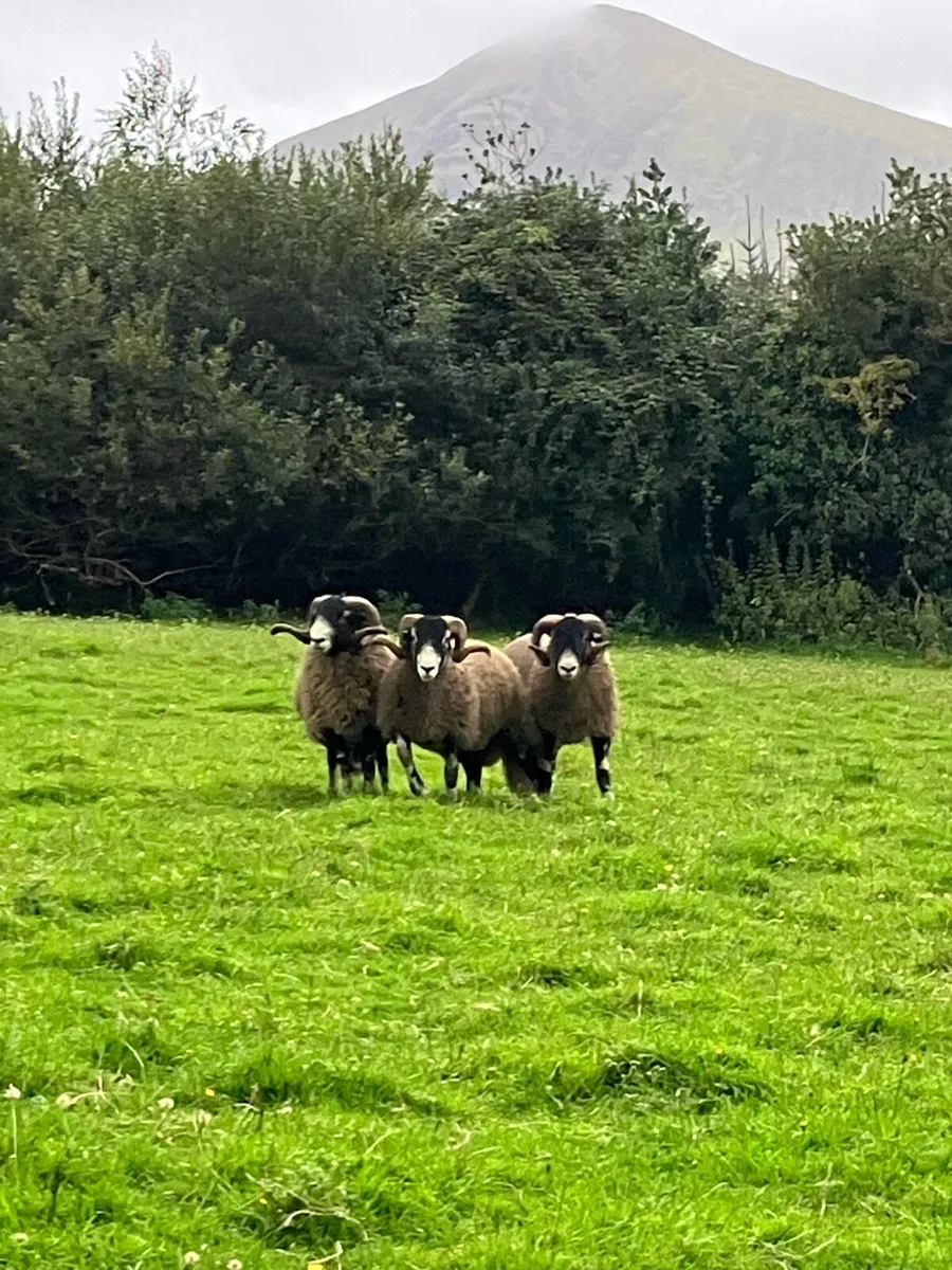 Purebred swaledale rams - Image 4