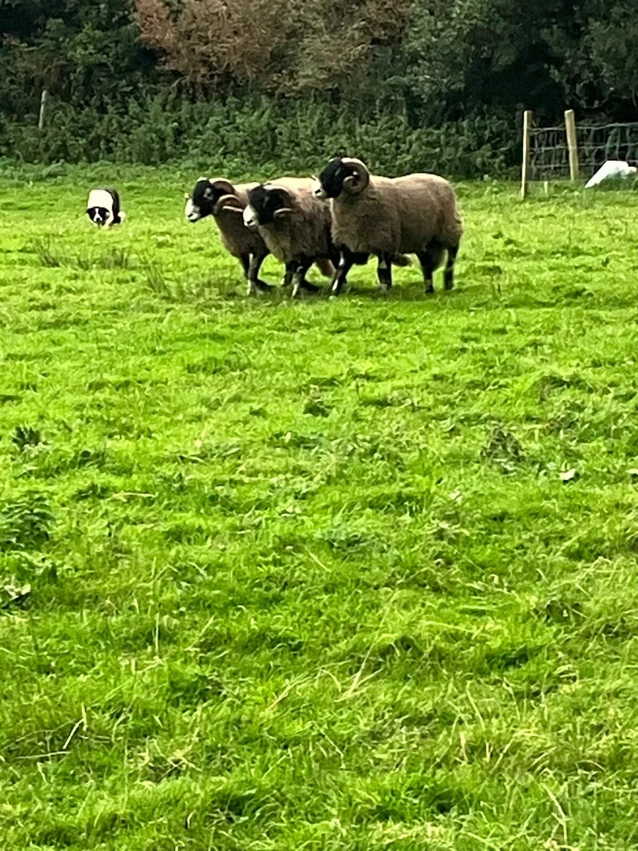 Purebred swaledale rams - Image 2
