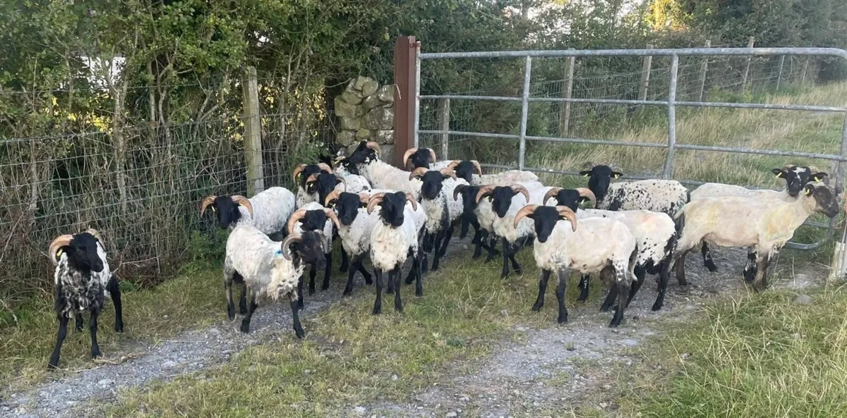 ⚫️ BlackFace Mountain Ram Lambs ⚫️ - Image 3
