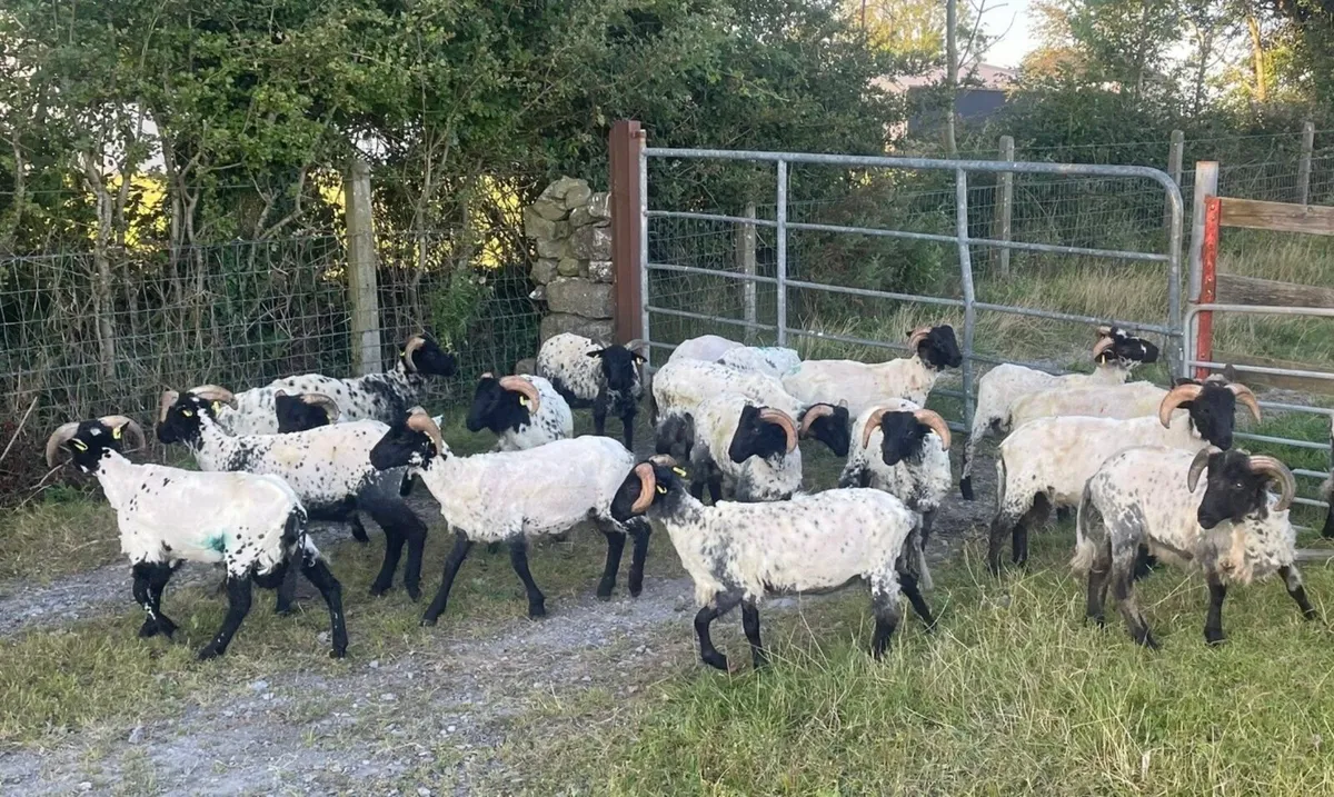 ⚫️ BlackFace Mountain Ram Lambs ⚫️ - Image 4