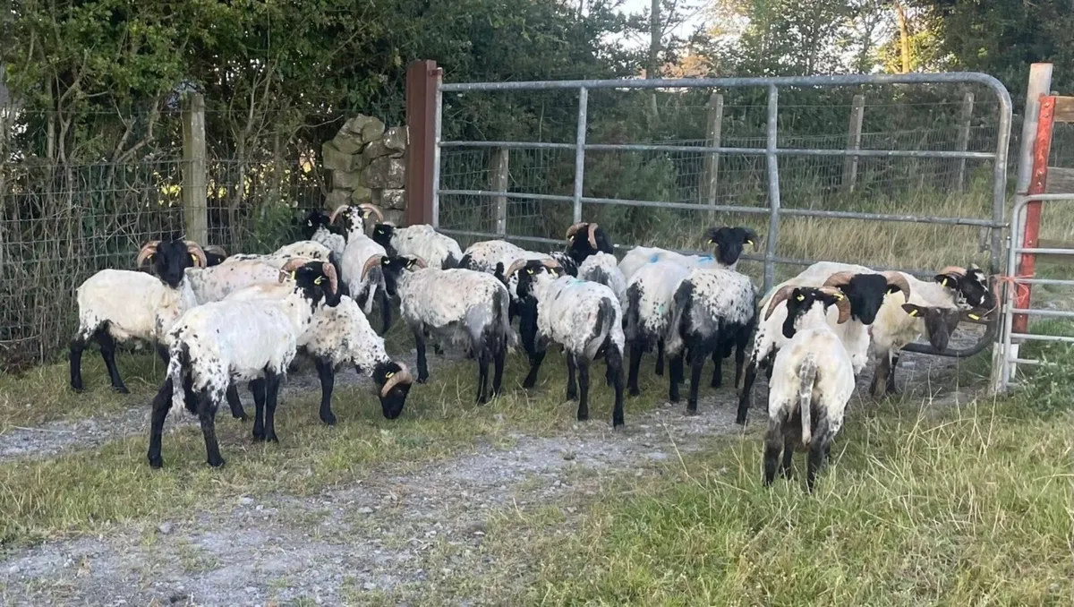 ⚫️ BlackFace Mountain Ram Lambs ⚫️ - Image 1
