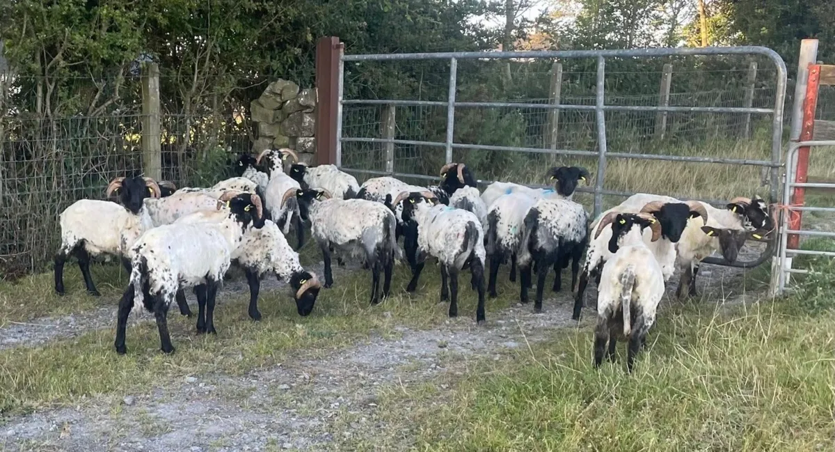 ⚫️ BlackFace Mountain Ram Lambs ⚫️ - Image 2