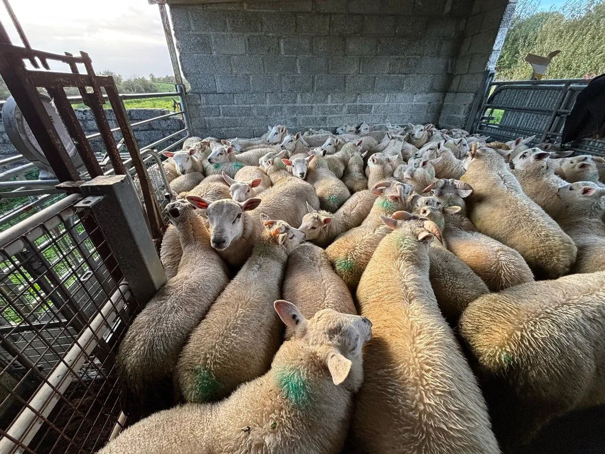 Organic Texel / Texel cross ram lambs - Image 4