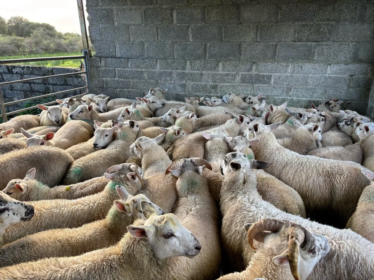 Organic Texel / Texel cross ram lambs - Image 2